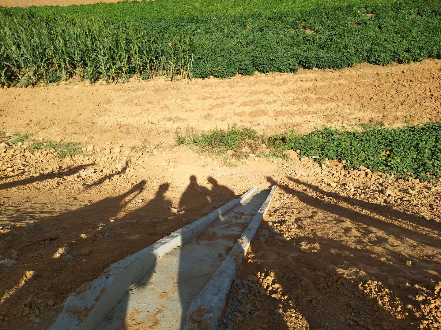 走進(jìn)國(guó)道310南移新建工程路基填筑施工現(xiàn)場(chǎng)觀摩會(huì)(圖2)